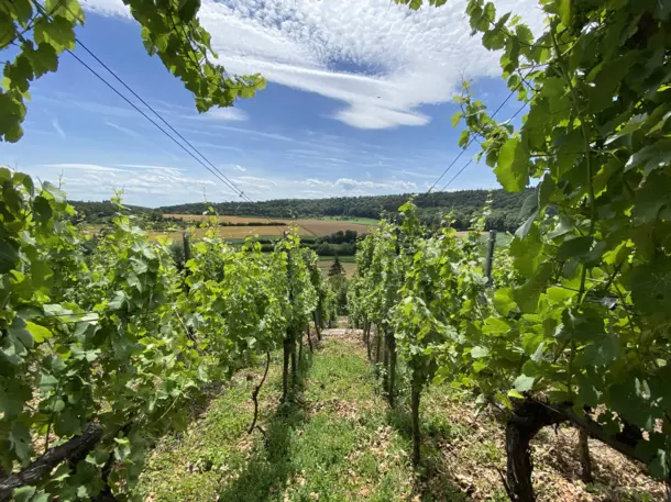 Weinbau Familie Zahner